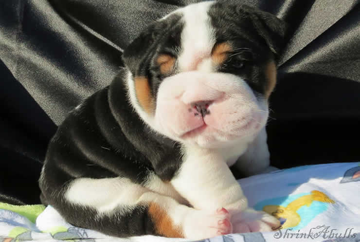beautiful tri color bulldog puppy